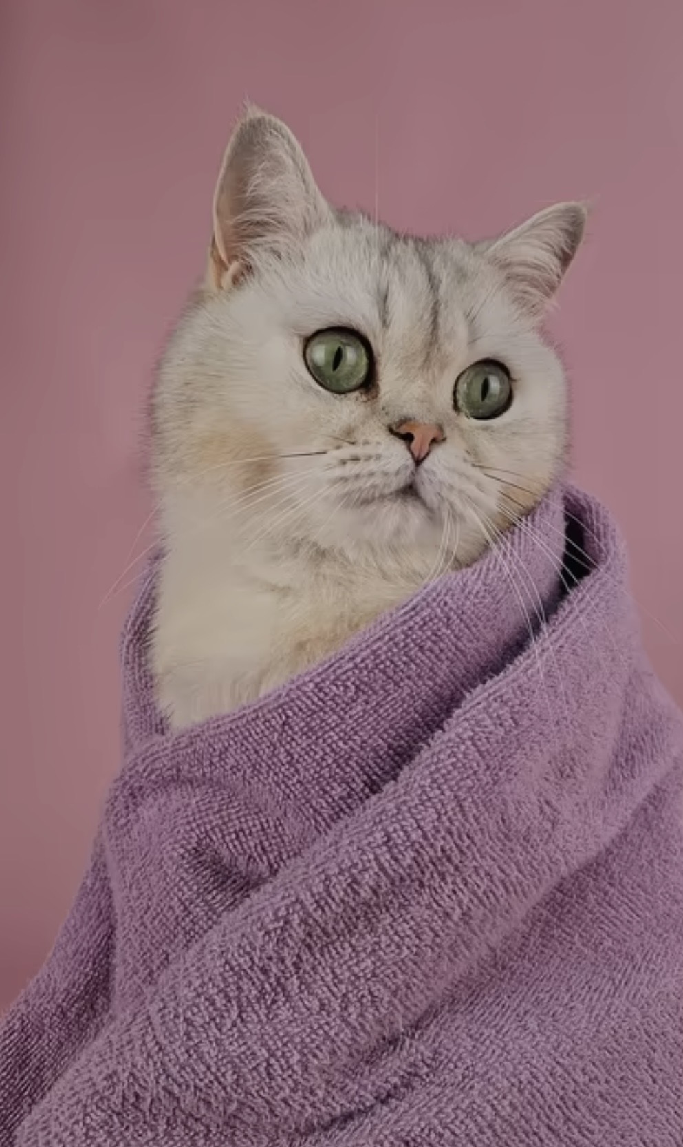 cat5